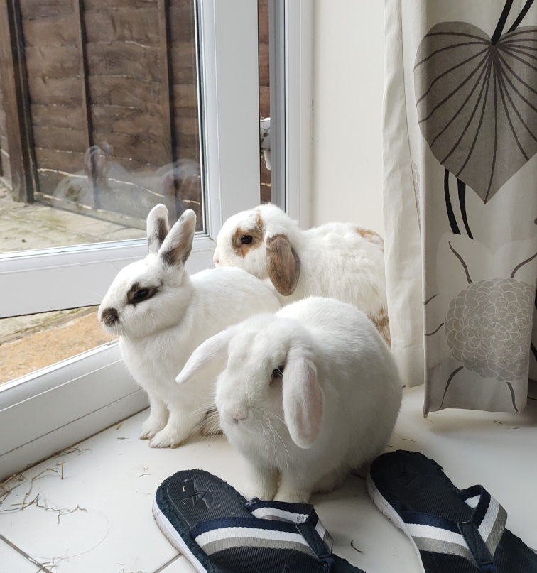 Marshmallow, Malteser & Mars